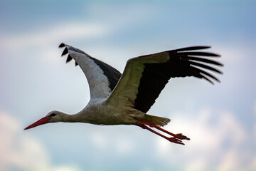 Portrait of a mighty stork on a background of blue sky