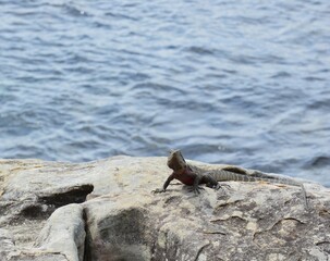 Water Dragon, Manly Beach, Sydney, Australia