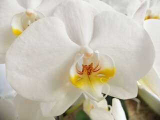 white orchid flower, blossom, close up