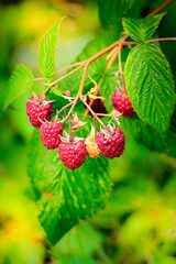 raspberries in a home garden