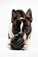 Boston terrier dog portrait toy