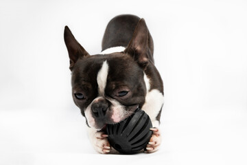 Boston terrier dog portrait toy