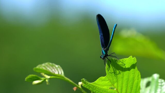 Dragonfly on branch, male, blue, Banded Demoiselle (Calopteryx splendens) - (4K)
