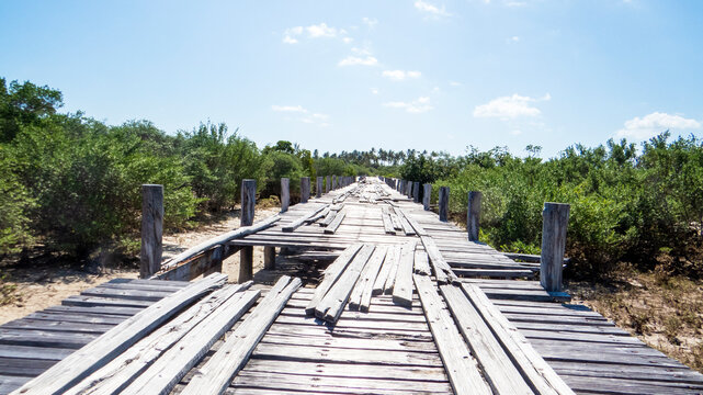boardwalk in the forest