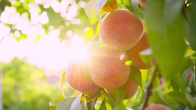 Big juicy peaches on the tree. Fruits ripen in the sun. Peach hanging on a branch in orchard. Fruit picking season. Peach fruit. Sunlight. Healthy food. Organic product.