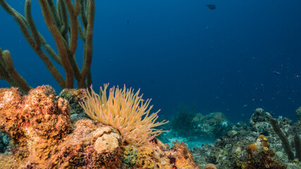 Seascape in turquoise water of coral reef in Caribbean Sea / Curacao with Sea Anemone, fish, coral and sponge