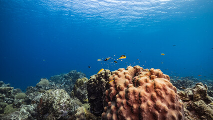 Seascape in turquoise water of coral reef in Caribbean Sea / Curacao with fish, coral and sponge