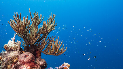 Seascape in turquoise water of coral reef in Caribbean Sea / Curacao with fish, coral and sponge