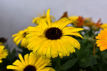 yellow flower in the garden