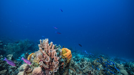 Seascape in turquoise water of coral reef in Caribbean Sea / Curacao with Creole Wrasse, coral and Branching Vase Sponge
