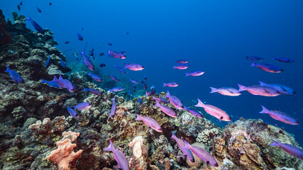 Fototapeta na wymiar Seascape in turquoise water of coral reef in Caribbean Sea / Curacao with Creole Wrasse, coral and sponge