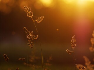 Trawa oraz zachód słońca.