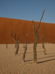 Desert landscape with dried out camel thorn trees in Deadvlei, Namibia