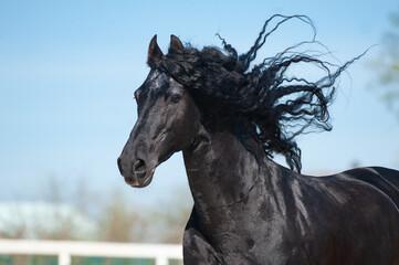 Beautiful frisian stallion portrait in movement