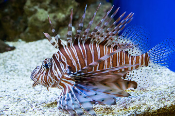 bright beautiful exotic fish with lush fins and stripes