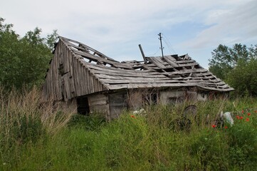 Abandoned, collapsing, wooden hut, taken over by nature.