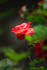 portrait of a tender pink rose