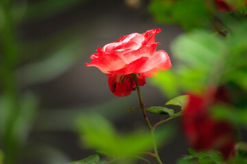 Obraz premium portrait of a tender pink rose