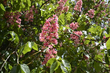 common red chestnut tree European continental foliage