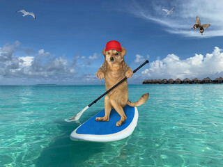 The beige dog in a red cap is floating on a stand up paddle board along the coast of the maldives. Butterfly flies next to him.