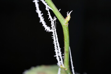 In winter, the plants in Bavaria are decorated with ice crystals
