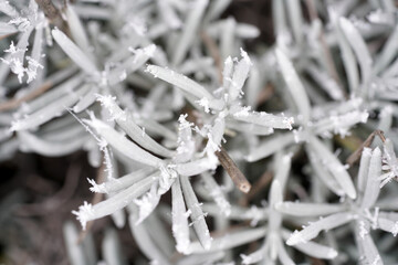 In winter, the plants in Bavaria are decorated with ice crystals