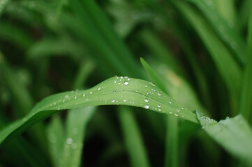 Closeup of lush uncut green grass with drops of dew in soft morning light