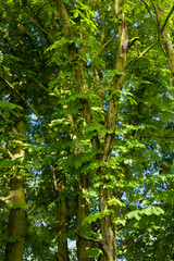 Fototapeta premium Lush green leaves and a chestnut trunk.