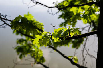 Oak tree branch with leaves and lake in the background.