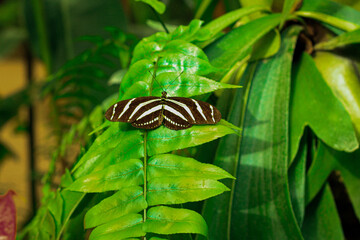Butterflies