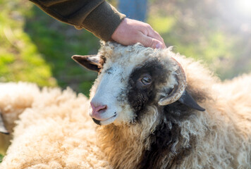 Close up of black and white horned sheep's head 