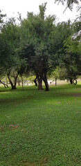 Nature and trees