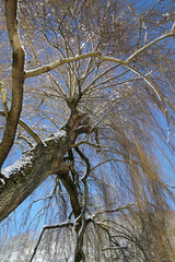 In winter, the plants in Bavaria are decorated with ice crystals
