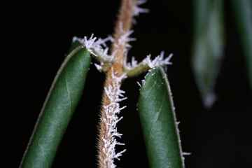 In winter, the plants in Bavaria are decorated with ice crystals
