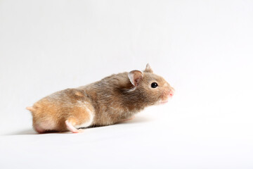 Close-up of a cute brown hamster on a white background