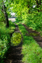 Obraz premium Forest path with reflection of a tree in a pool.