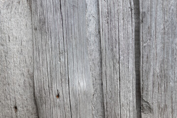 Texture of an old gray wooden board