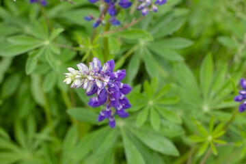 Fototapeta premium Lupinus, lupin, lupine field with pink purple and blue flowers