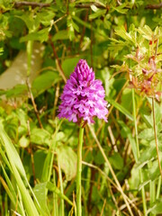 Wild pink pyramidal orchid (Anacamptis pyramidalis) flower 