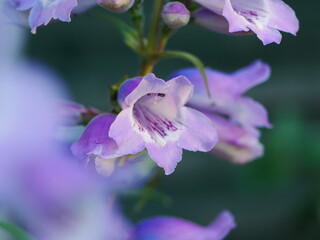 Closeup of a pale purple penstemon flower