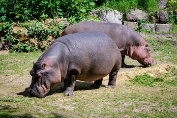 Two hippos outside on the lawn.
