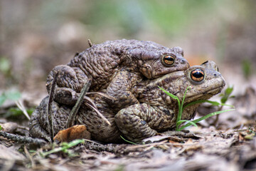 Frogs mating season