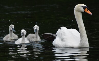 Fototapeta premium swan with three fluffy chicks
