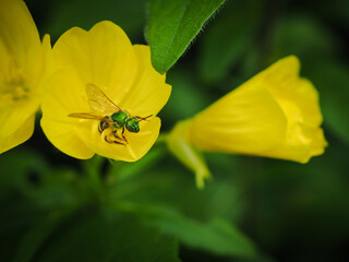 bee on yellow flower
