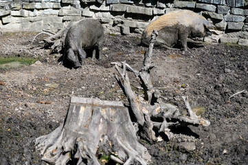 Two domestic pigs in a paddock with stumps.