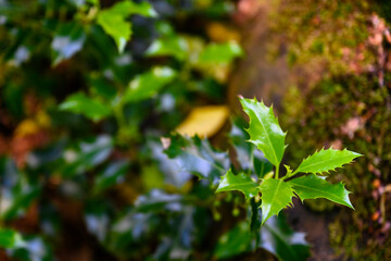Lush green leaves of holly outdoors.