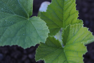 green leaves on a blue background