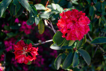Red rhododendron flowers on a bush.