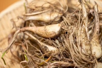 新鮮な泥付きらっきょう