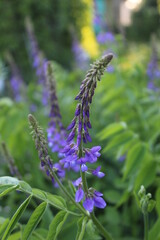 butterfly on a flower